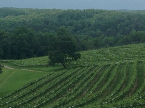 Monteluce Vineyard